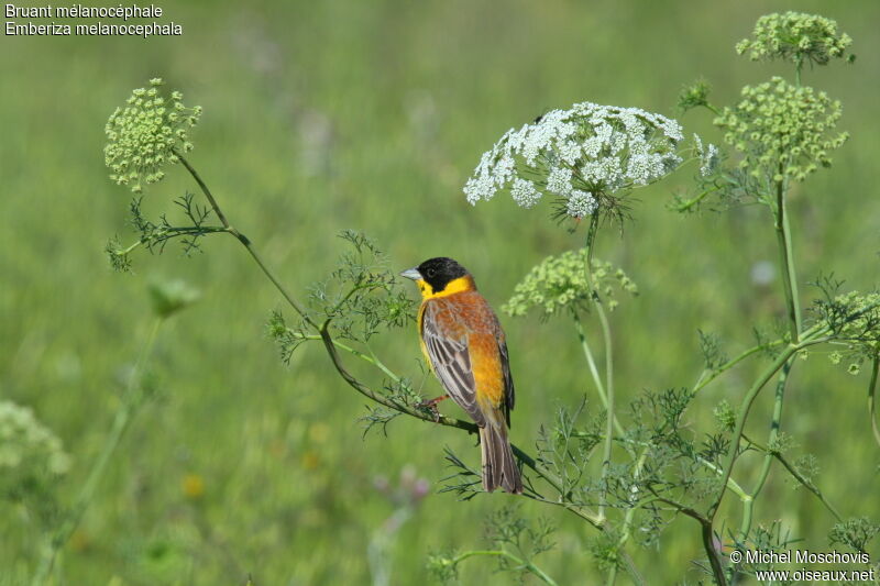 Black-headed Bunting male adult breeding, identification