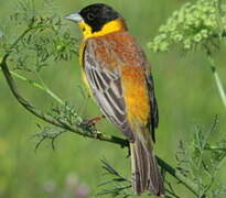 Black-headed Bunting