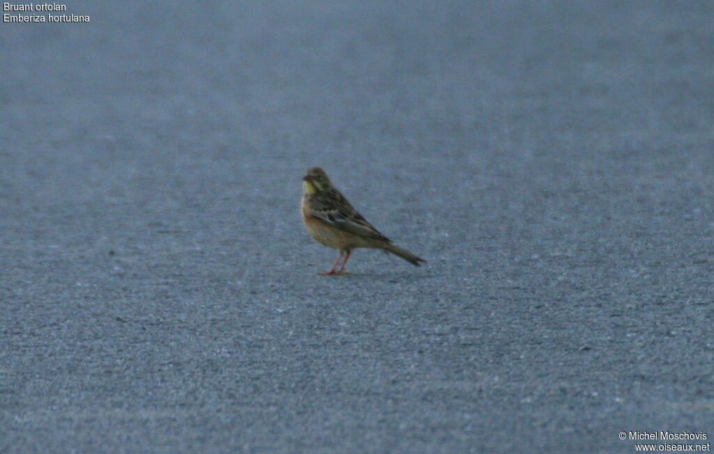 Bruant ortolan, identification