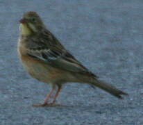 Ortolan Bunting