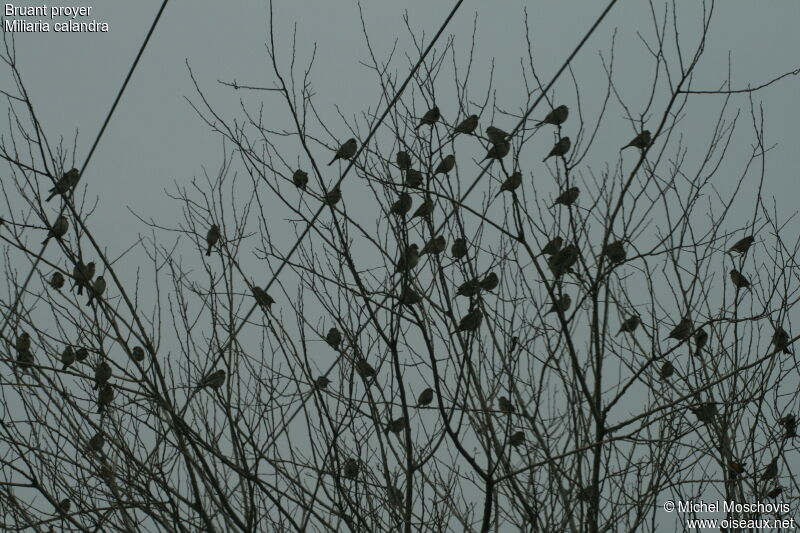 Corn Bunting