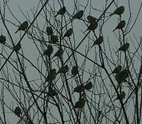 Corn Bunting