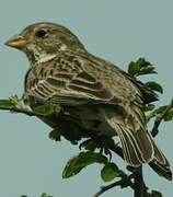 Corn Bunting