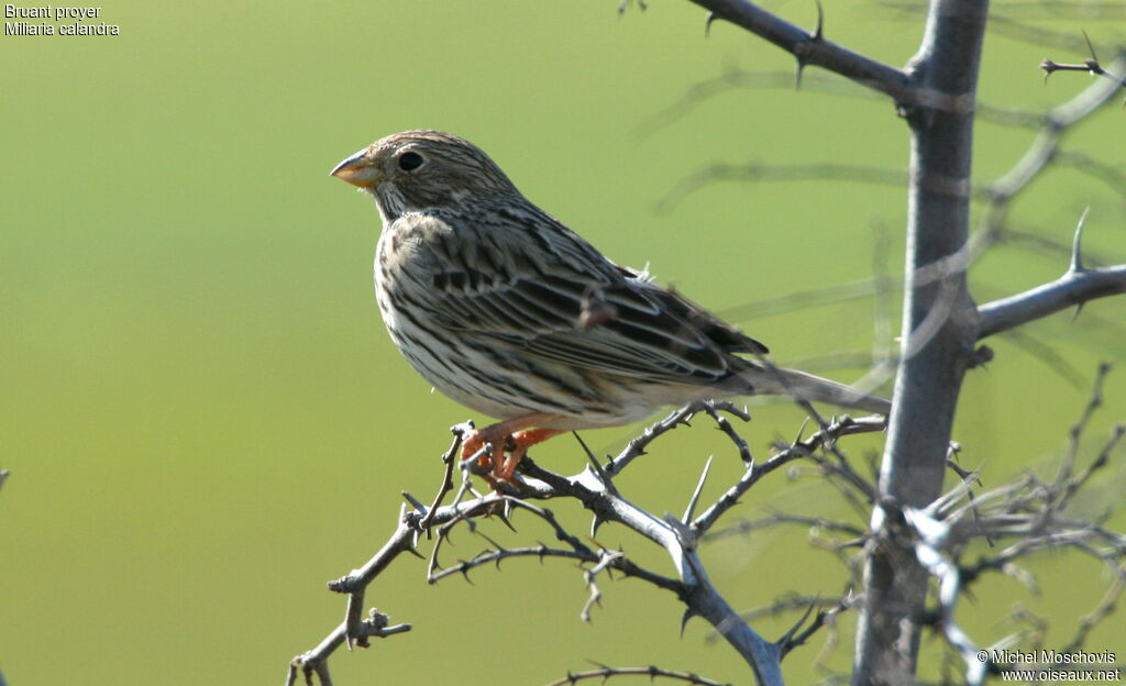 Bruant proyer, identification