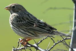 Corn Bunting