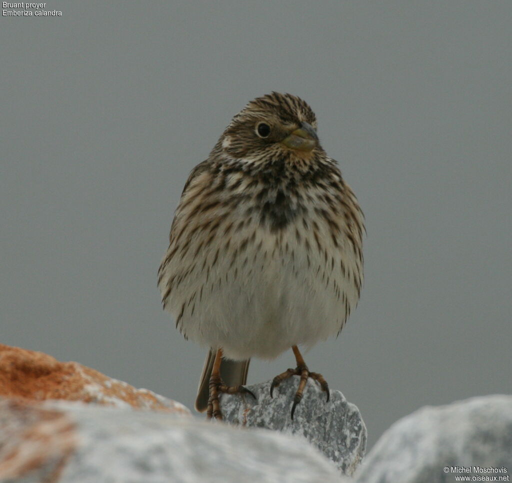 Corn Bunting, identification