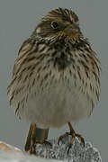 Corn Bunting