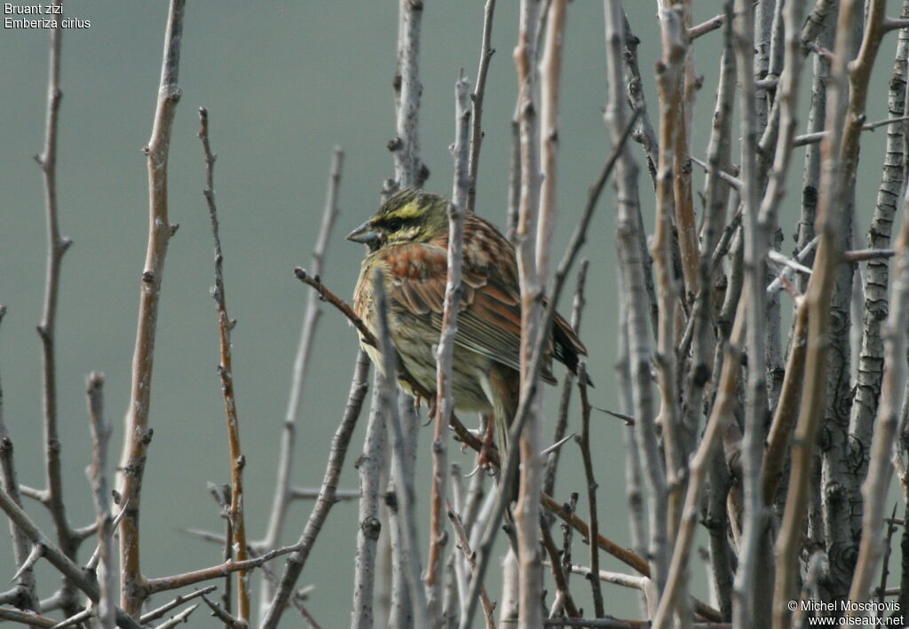 Cirl Bunting