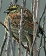 Cirl Bunting