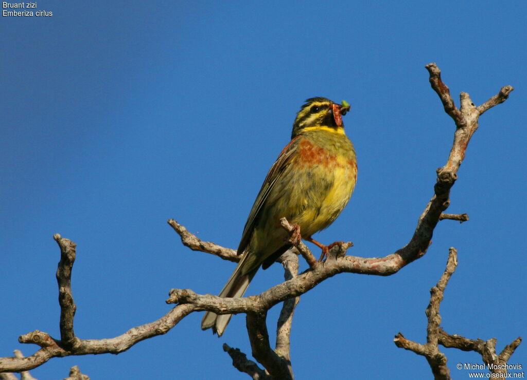 Cirl Buntingadult breeding, identification