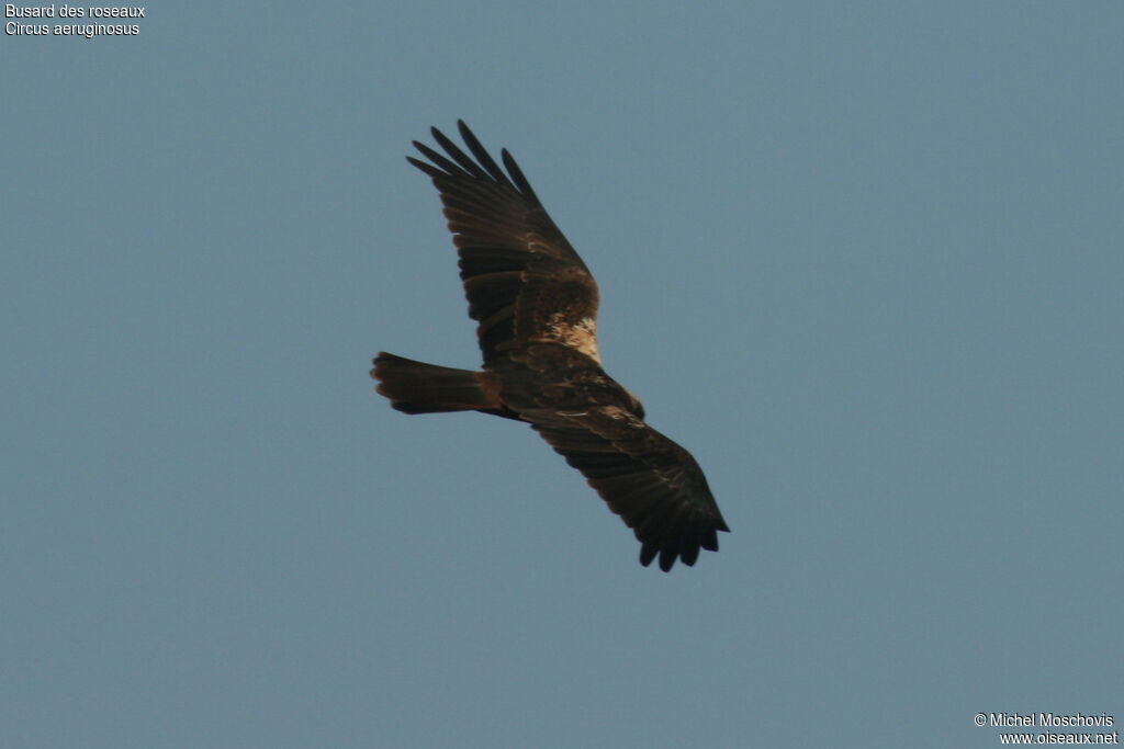 Western Marsh Harrier