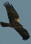 Western Marsh Harrier