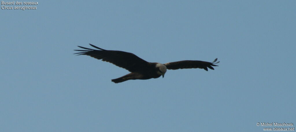 Western Marsh Harrier