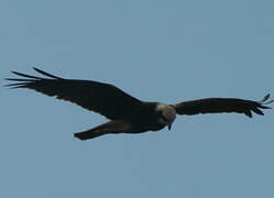 Western Marsh Harrier