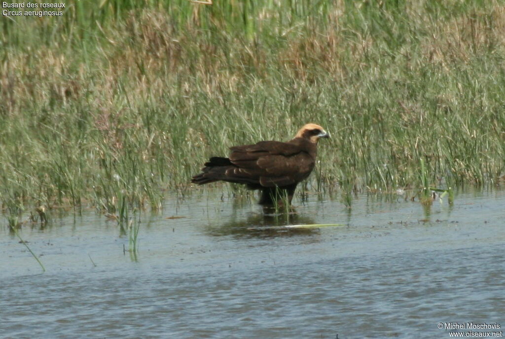 Western Marsh Harrier female adult