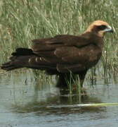 Western Marsh Harrier