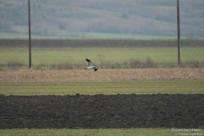 Hen Harrier, identification