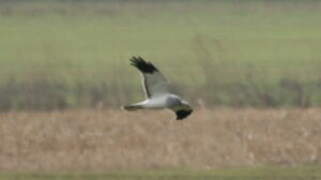 Hen Harrier