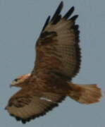 Long-legged Buzzard