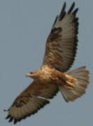 Long-legged Buzzard