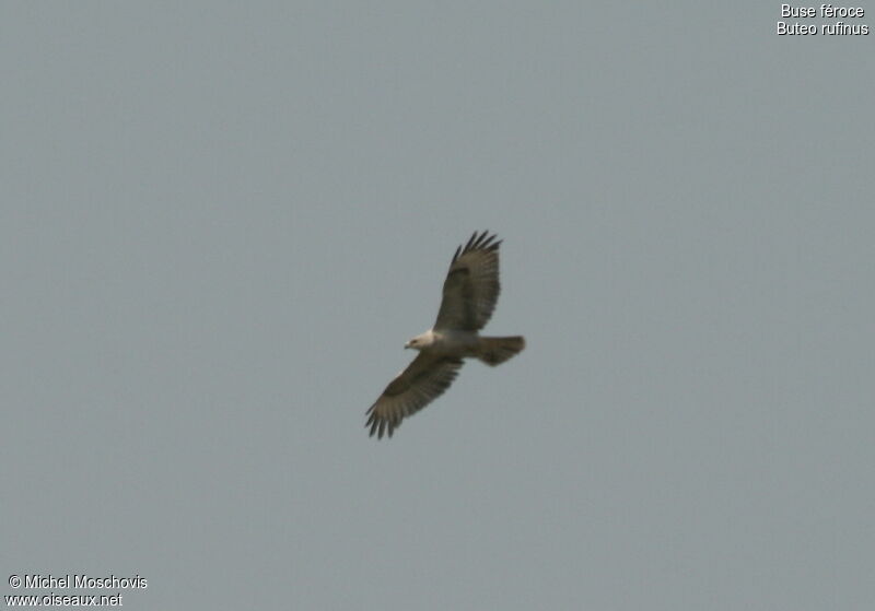 Long-legged Buzzard