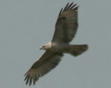 Long-legged Buzzard