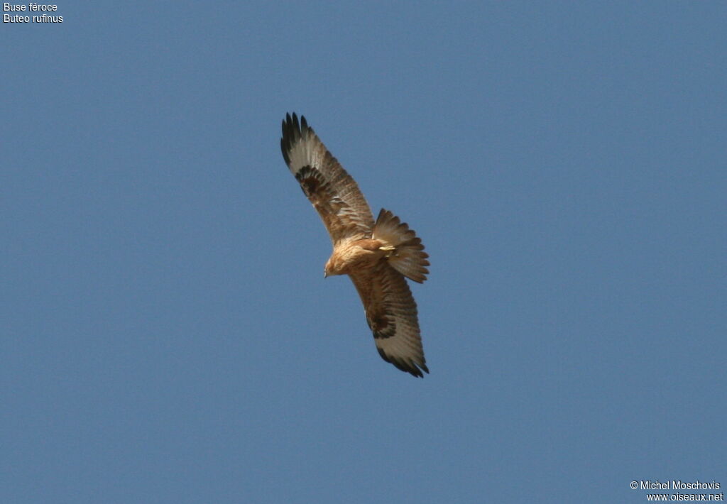 Buse féroce, identification