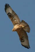 Long-legged Buzzard