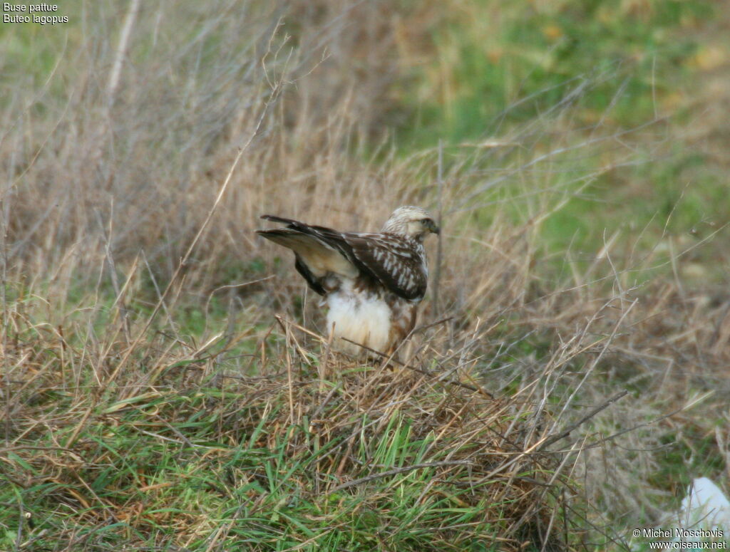 Buse pattue, identification