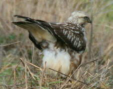 Rough-legged Buzzard