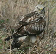 Rough-legged Buzzard