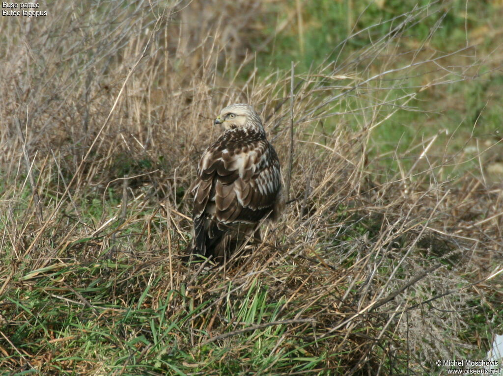 Buse pattue, identification