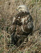 Rough-legged Buzzard