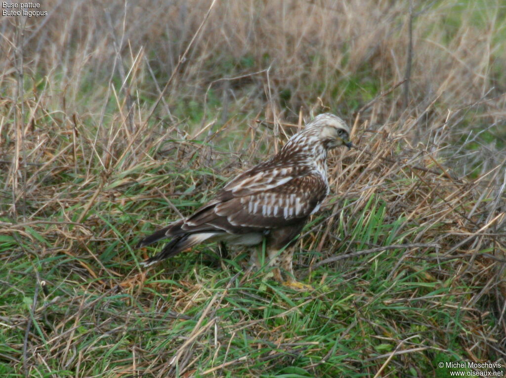 Rough-legged Buzzard, identification