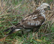 Rough-legged Buzzard