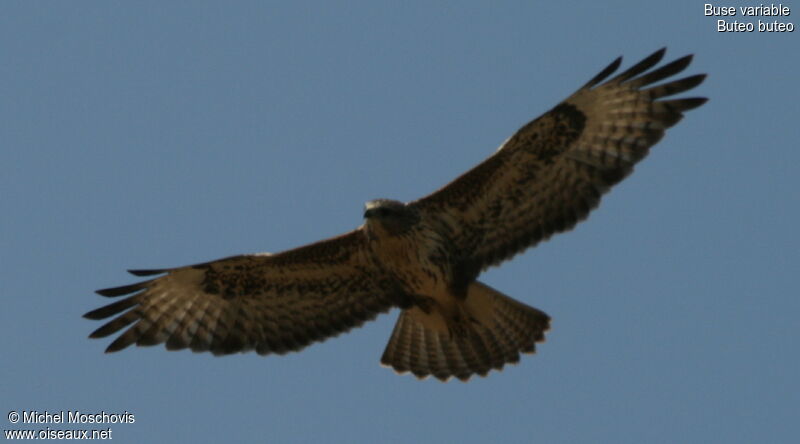 Buse variable