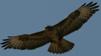 Common Buzzard