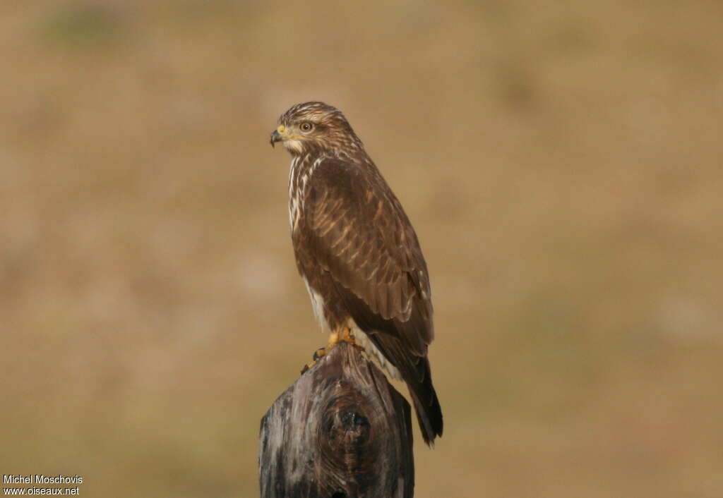 Common Buzzardsubadult, identification