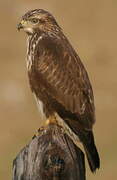 Common Buzzard