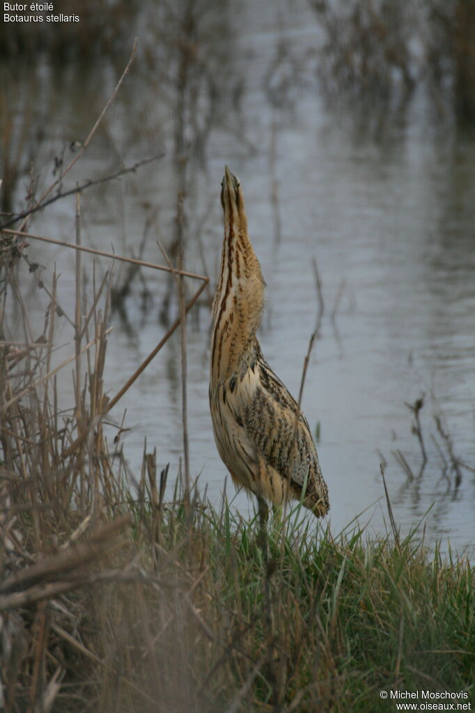 Eurasian Bittern, identification