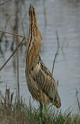 Eurasian Bittern