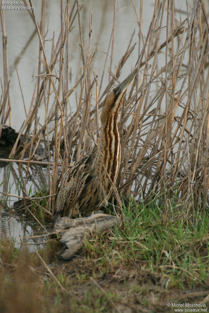 Eurasian Bittern, identification