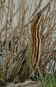 Eurasian Bittern