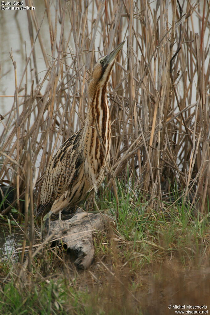 Eurasian Bittern, identification