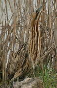 Eurasian Bittern