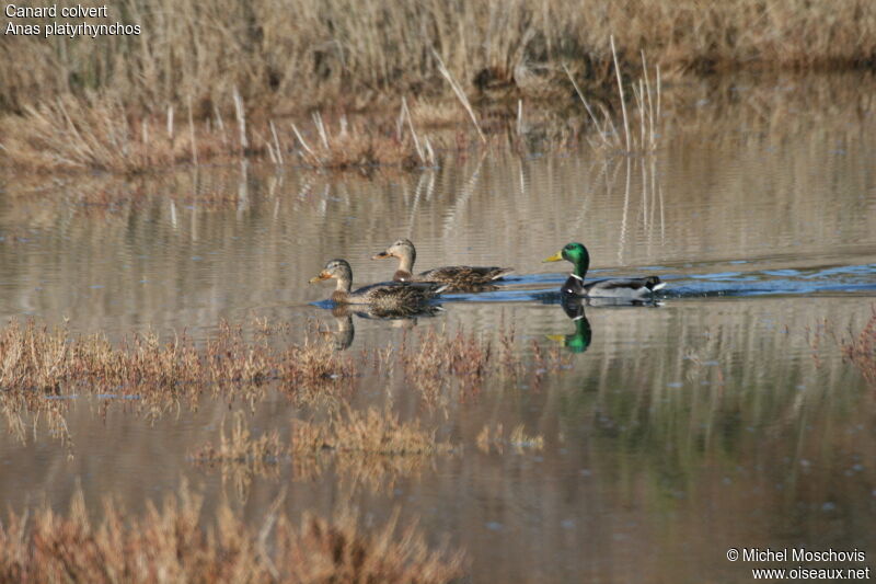 Canard colvertadulte