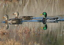 Canard colvert