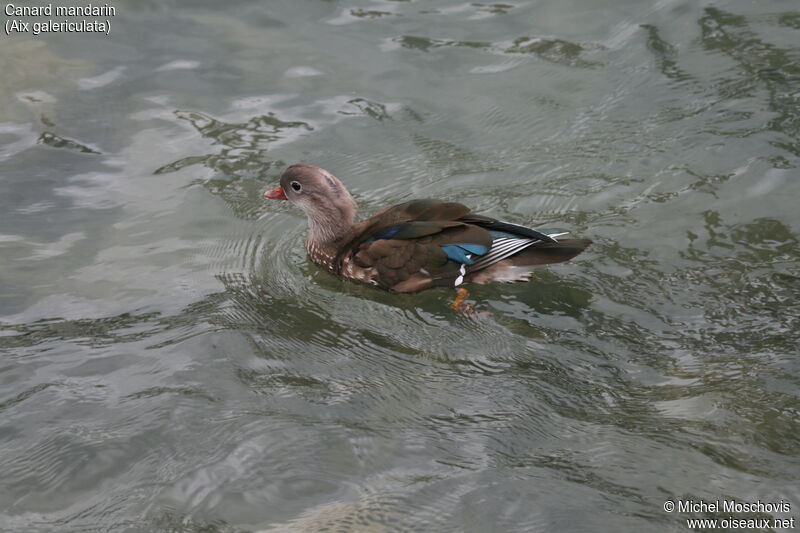 Mandarin Duck female, identification, swimming