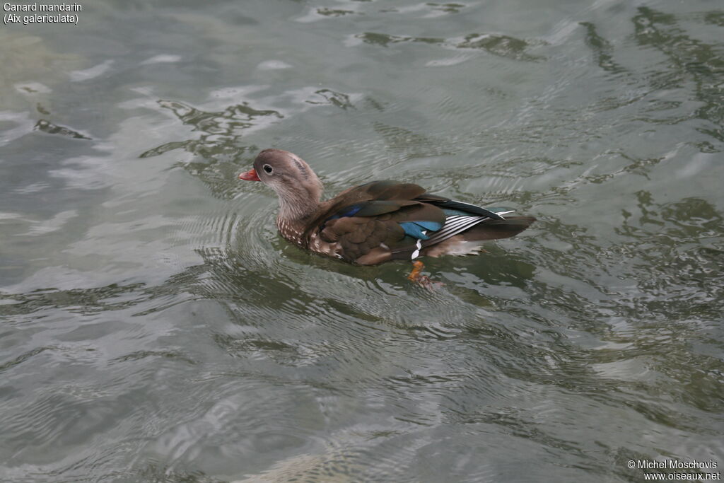 Canard mandarin femelle, identification, nage