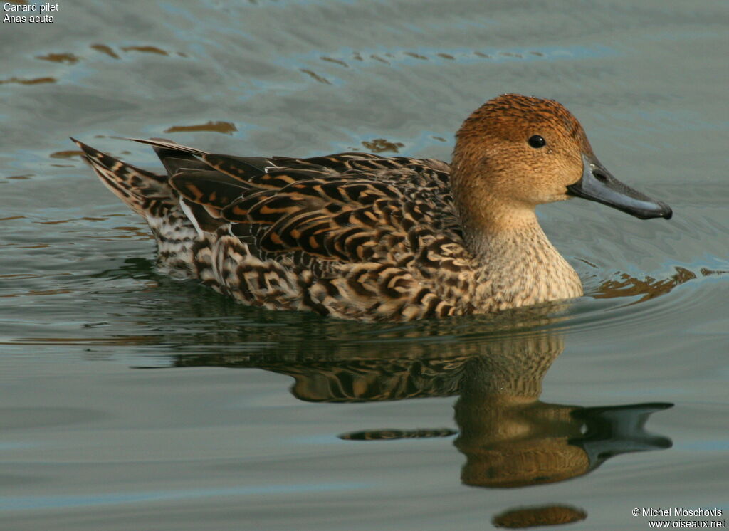 Canard pilet femelle adulte nuptial, identification